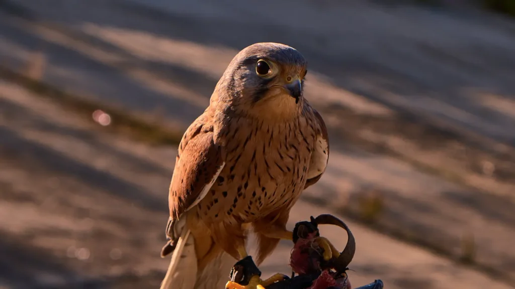 owl puns
