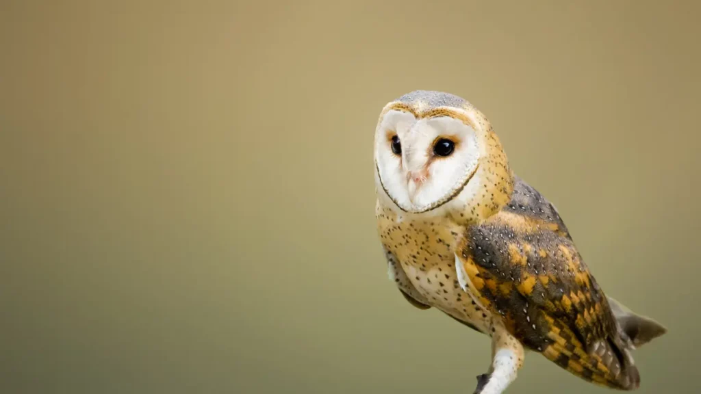 owl puns