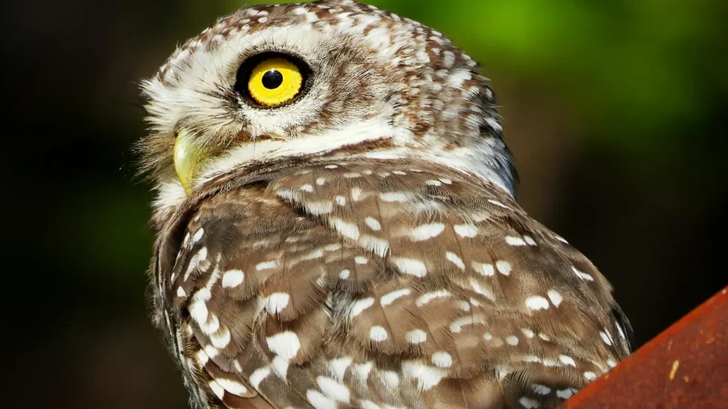 owl puns