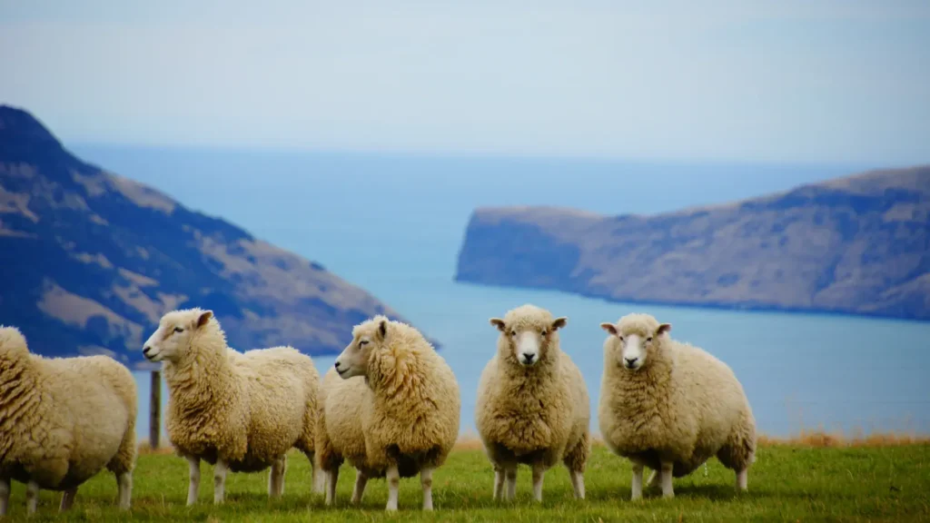sheep puns