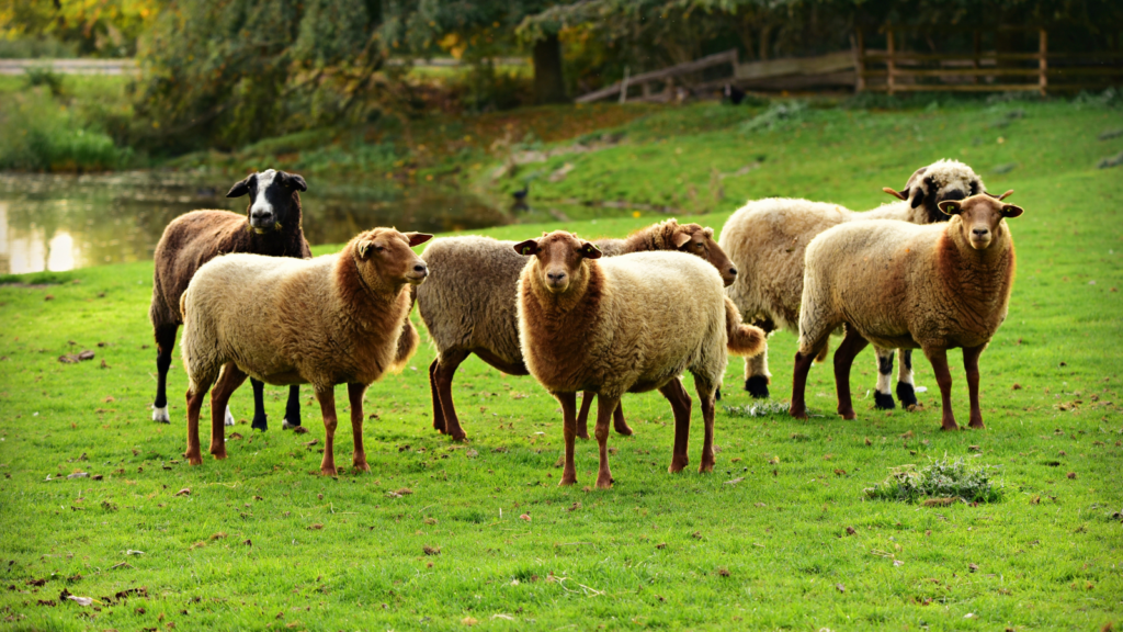 sheep puns