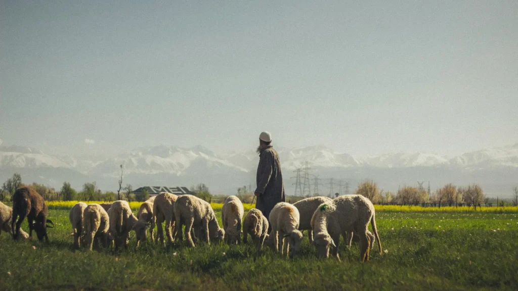 sheep puns